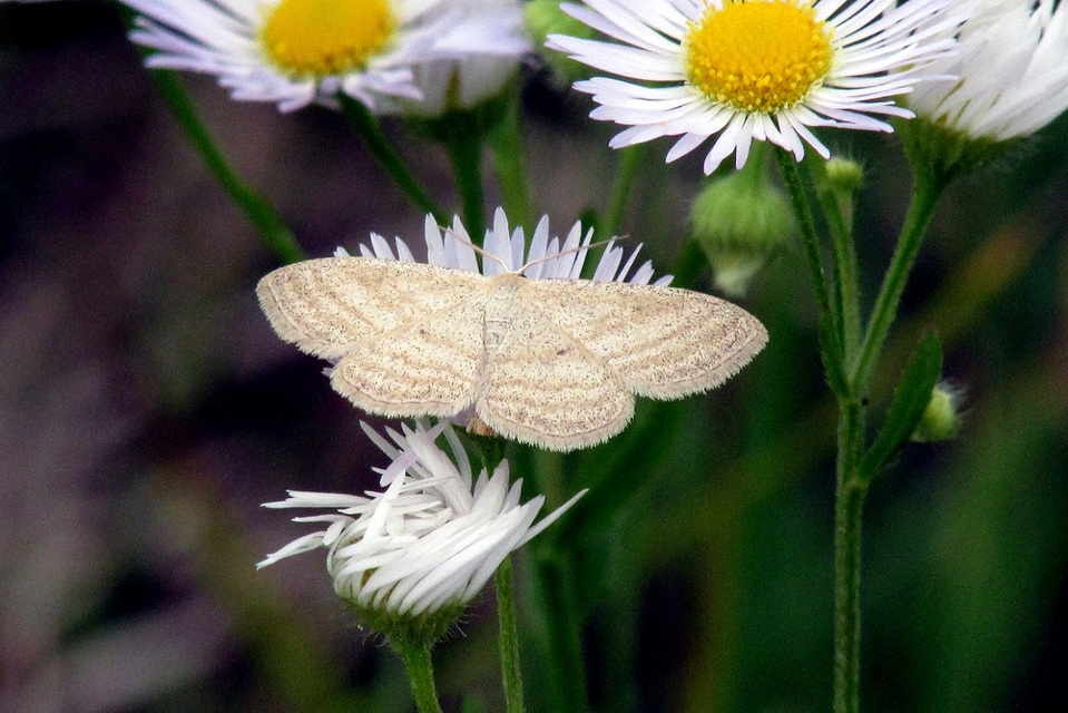 Scopula virgulata - vesszős sávosaraszoló