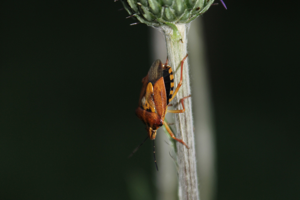 Carpocoris Carpocoris