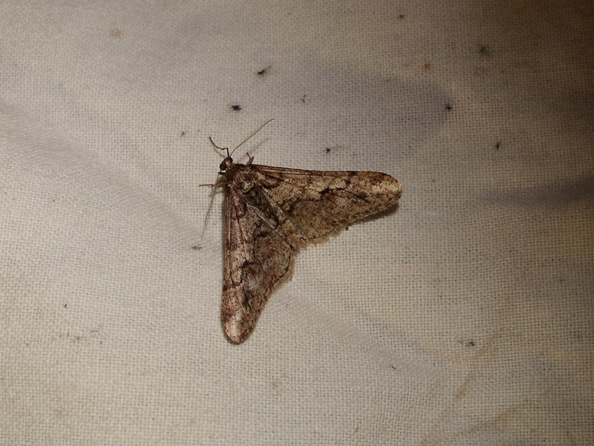 Agriopis leucophaearia - tölgy-tavasziaraszoló
