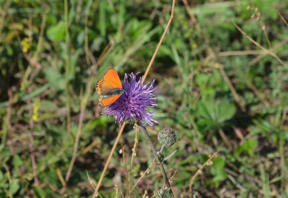 Lycaena thersamon - kis tűzlepke