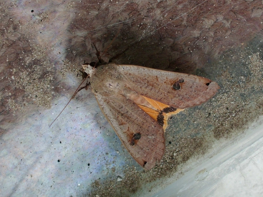 Noctua pronuba - nagy sárgafűbagoly