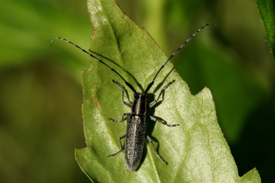 Agapanthia cardui - sávos bogáncscincér