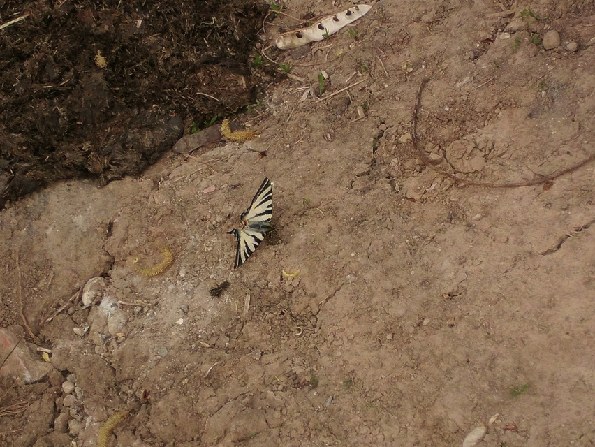 Iphiclides podalirius - kardoslepke