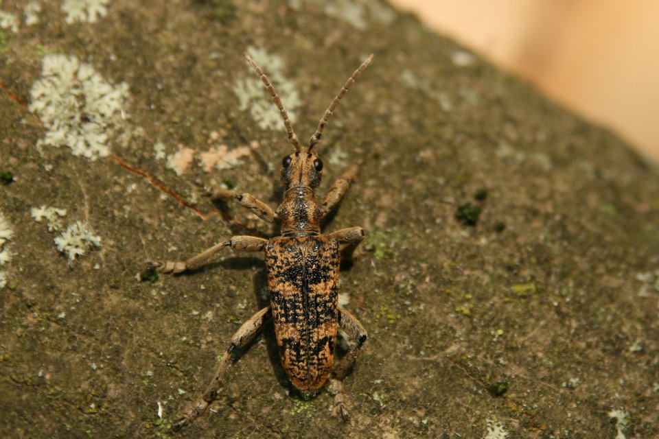 Rhagium sycophanta - tölgyes-tövisescincér