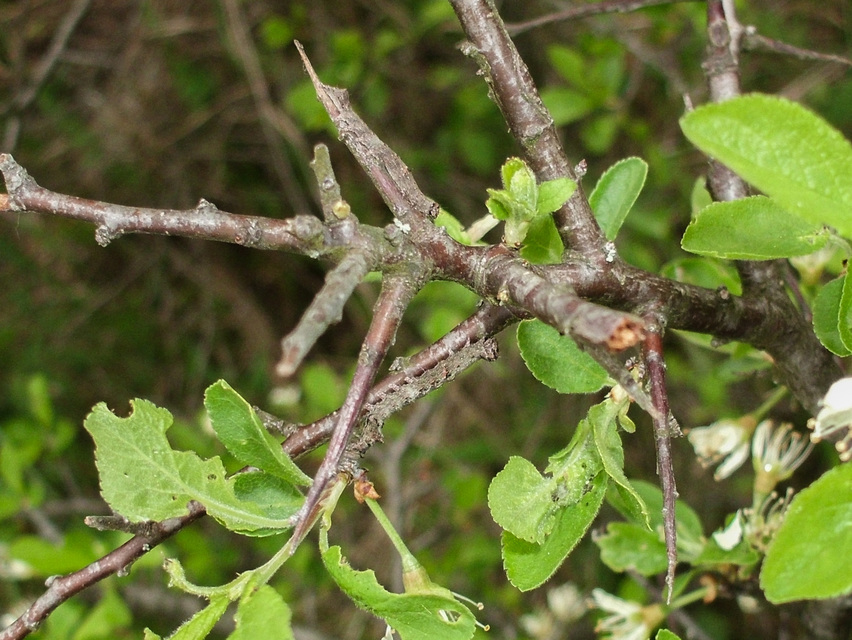 Allophyes oxyacanthae - galagonyabagoly