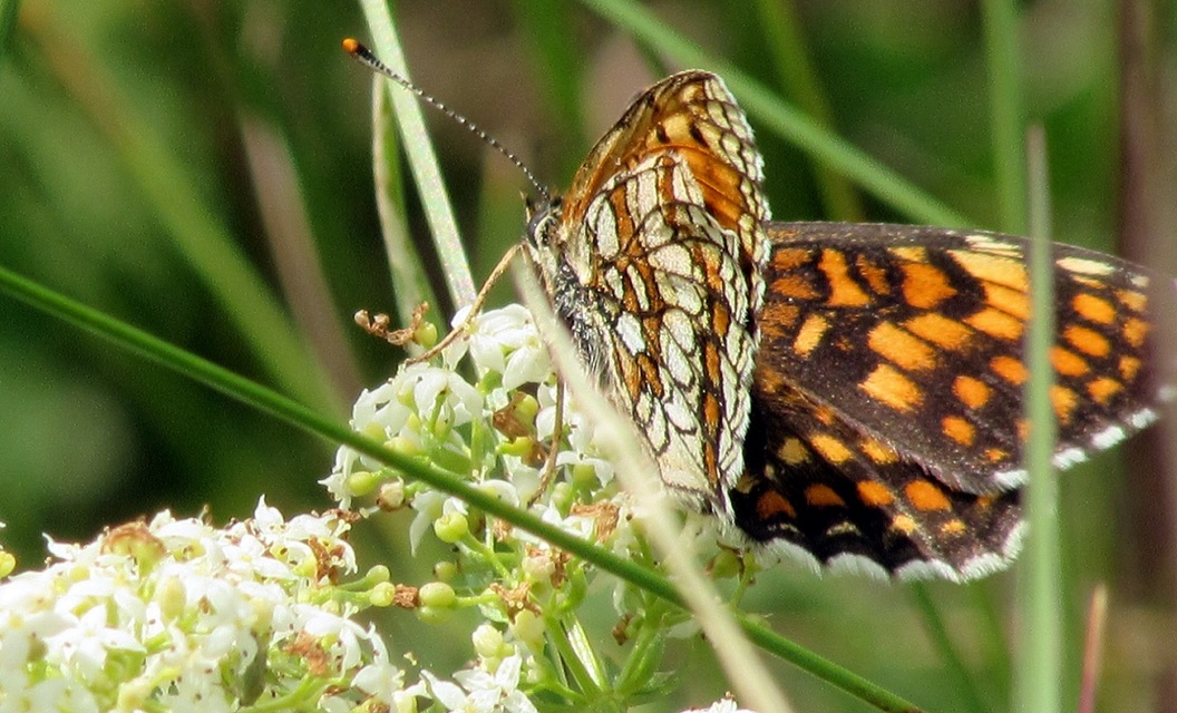 Melitaea athalia - közönséges tarkalepke
