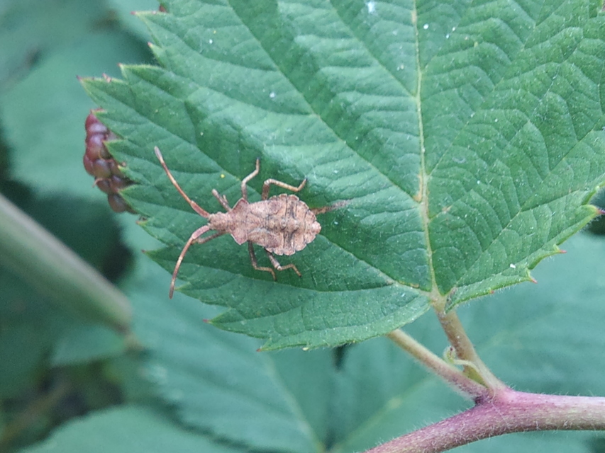Coreus marginatus - közönséges karimáspoloska