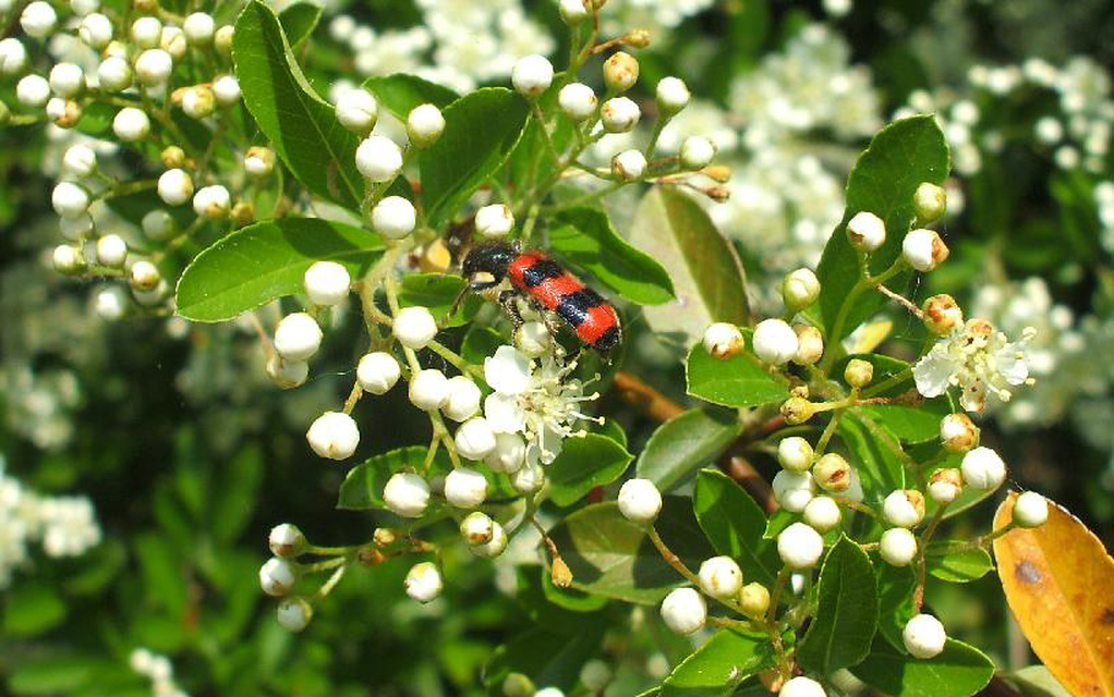 Trichodes apiarius - szalagos méhészbogár