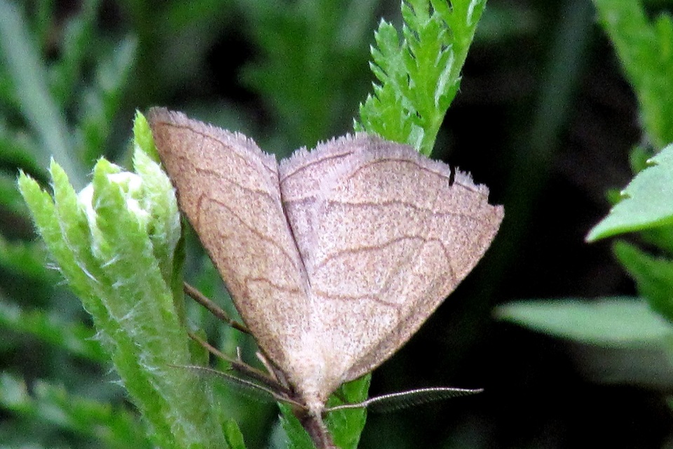 Polypogon tentacularia - sötétaljú karcsúbagoly