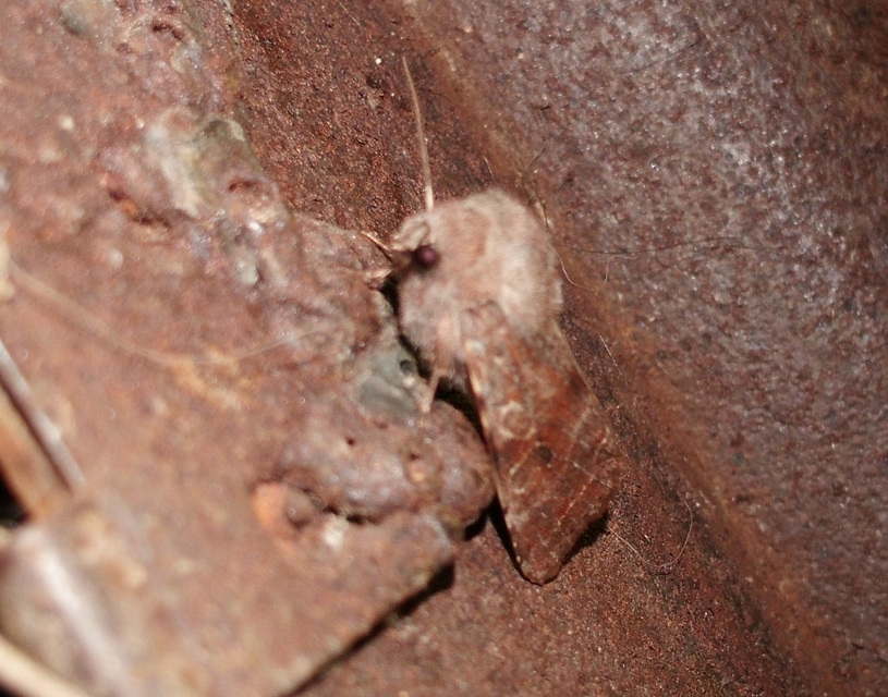 Orthosia incerta - változékony barkabagoly