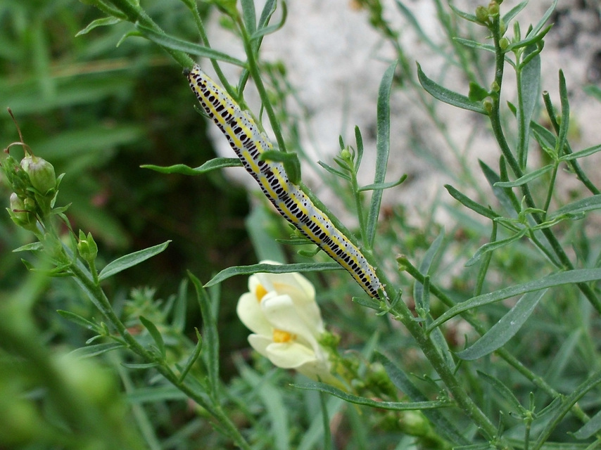 Calophasia lunula - gyújtoványfű-apróbagoly