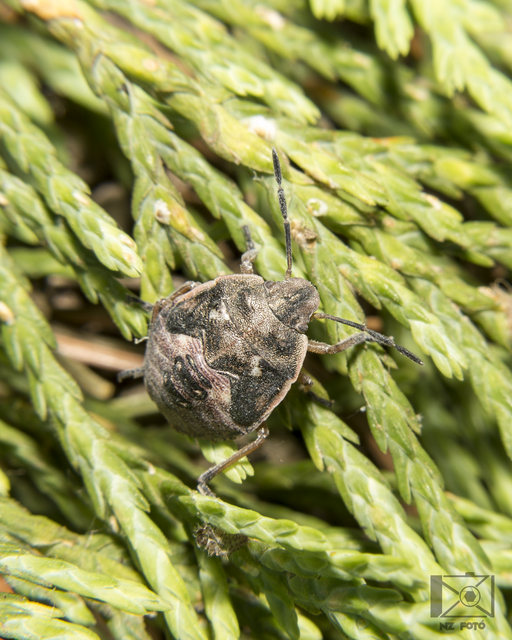 Chlorochroa Chlorochroa