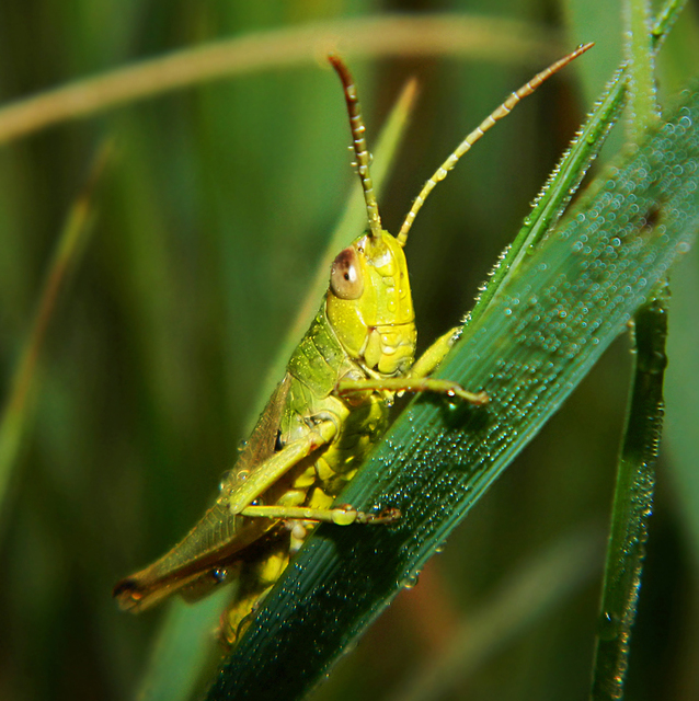 Pseudochorthippus parallelus - közönséges rétisáska