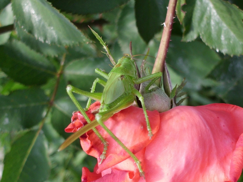 Tettigonia viridissima - zöld lombszöcske