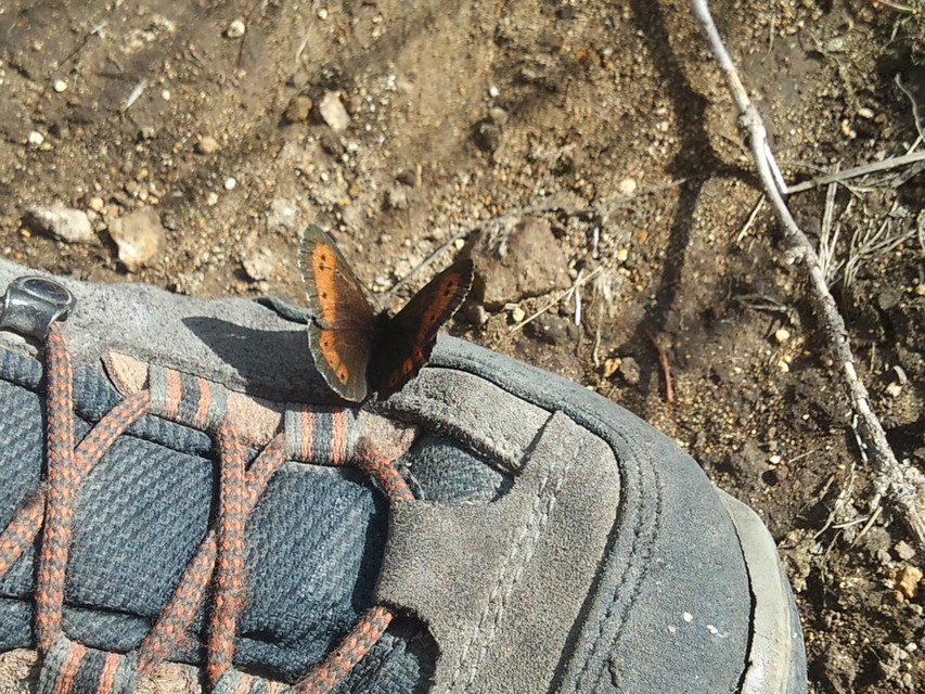 Erebia euryale