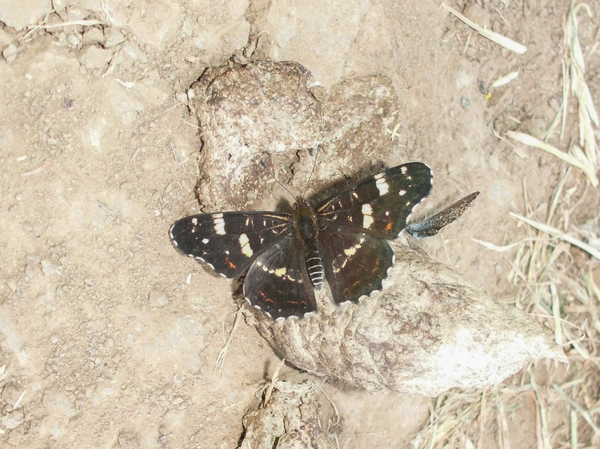 Araschnia levana - pókhálós lepke