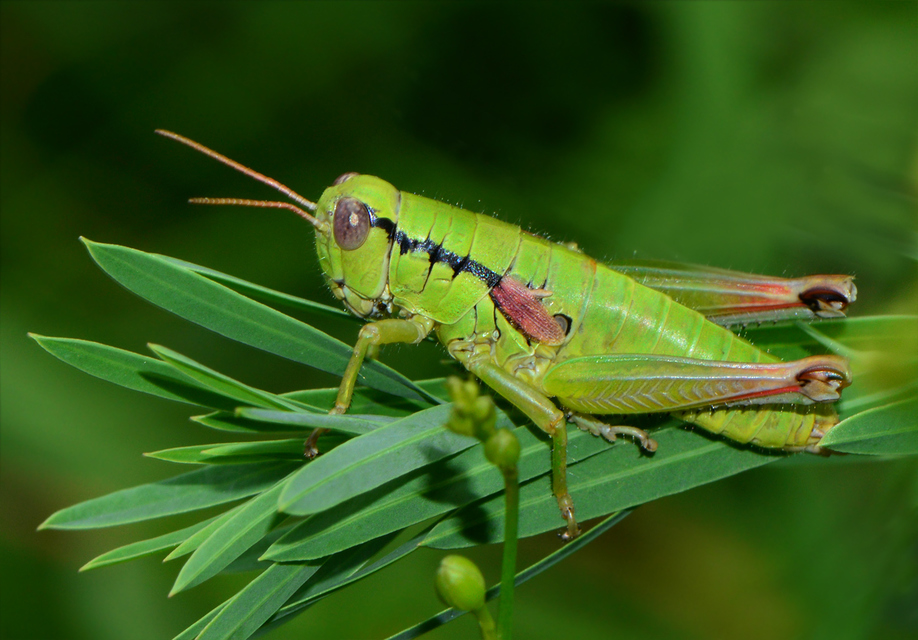 Pseudopodisma nagyi - Nagy-hegyisáska
