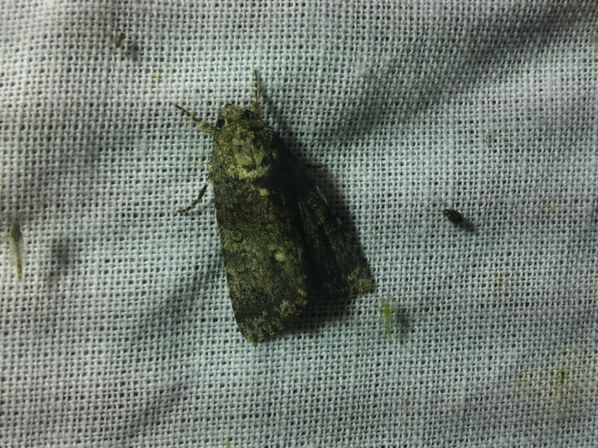 Acronicta rumicis - sóska-szigonyosbagoly Acronicta rumicis - sóska-szigonyosbagoly