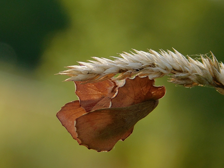 Phyllodesma tremulifolia - nyárlevélpohók