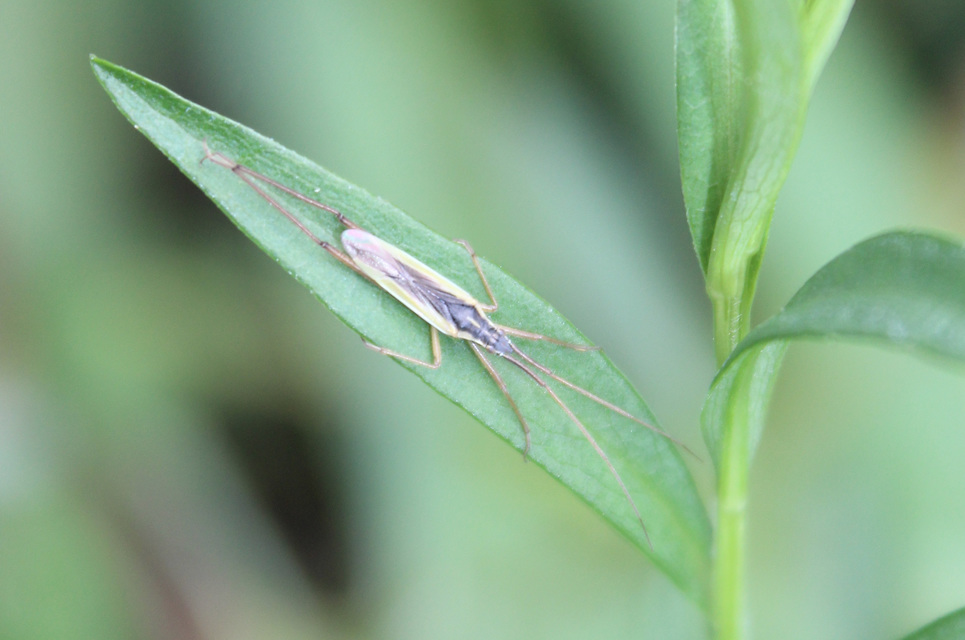 Notostira elongata