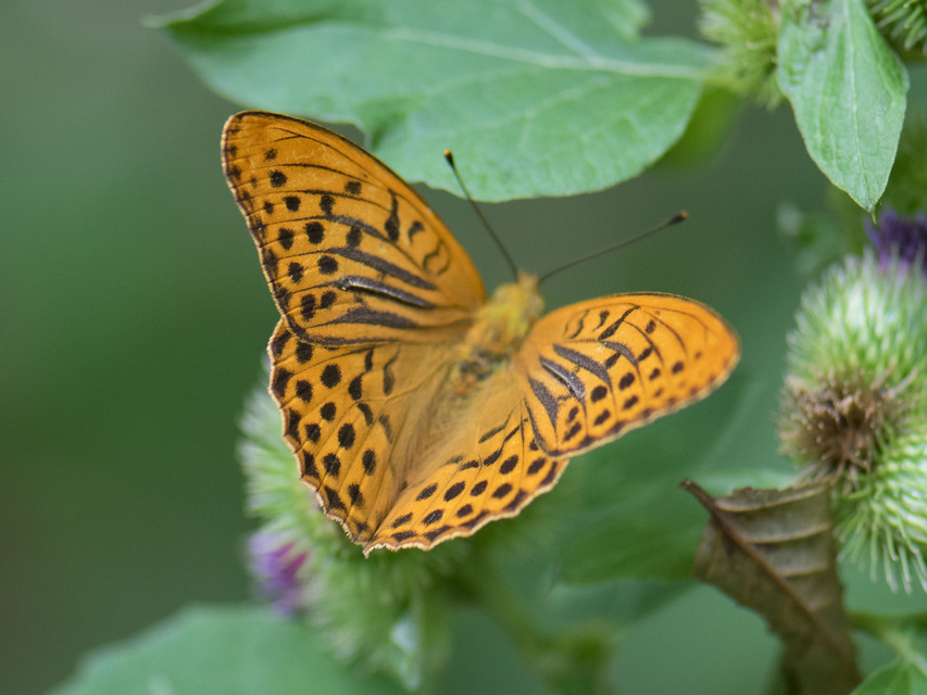 Argynnis paphia - nagy gyöngyházlepke