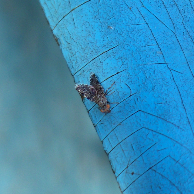 Callopistromyia annulipes - pávalégy