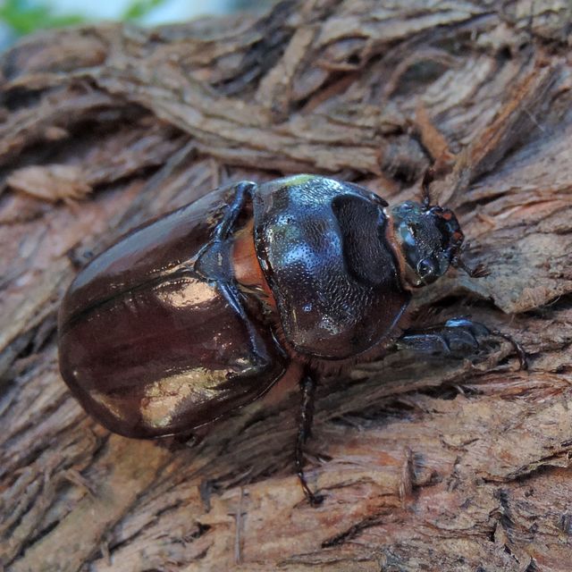 Oryctes nasicornis - orrszarvú bogár