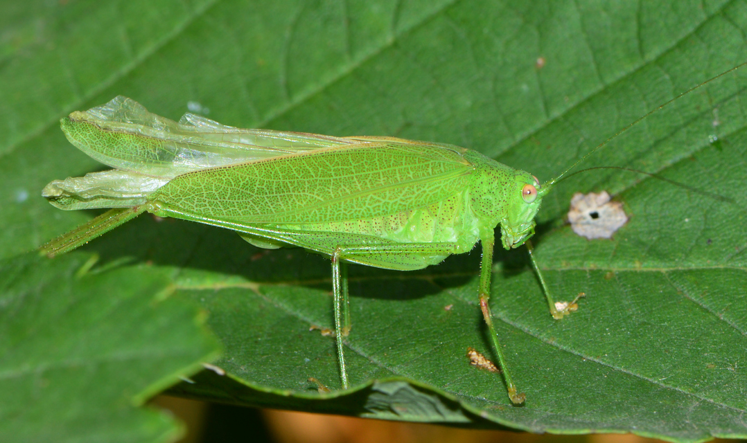 Phaneroptera nana - pontozott repülőszöcske