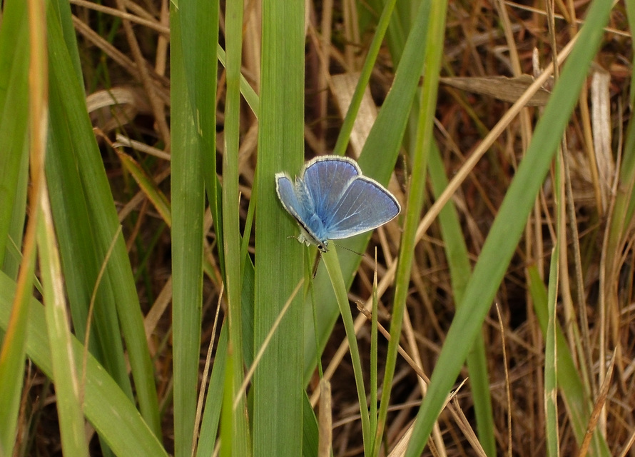 Polyommatus icarus - közönséges boglárka