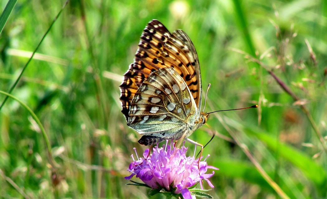 Argynnis aglaja - kerekfoltú gyöngyházlepke