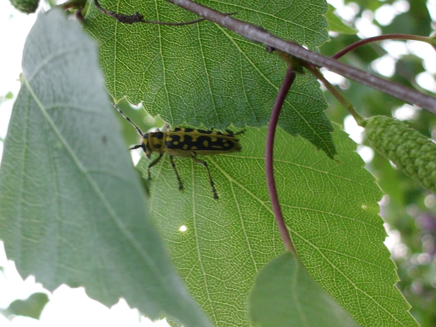 Saperda scalaris - létracincér