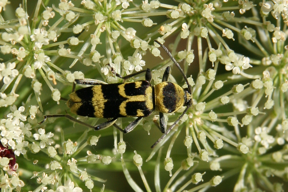 Chlorophorus varius - díszes darázscincér