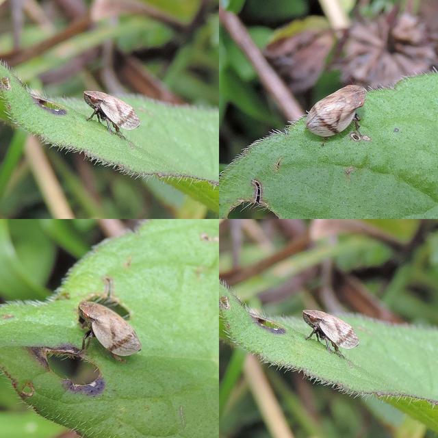 Lepyronia coleoptrata Lepyronia coleoptrata