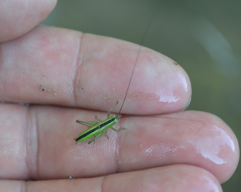 Conocephalus fuscus - kis kúpfejűszöcske