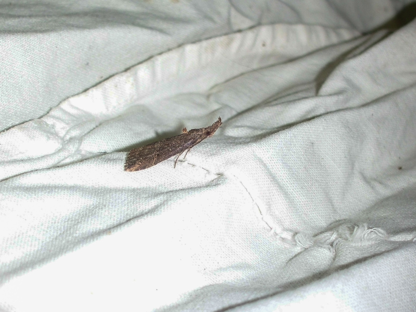 Hypena rostralis - közönséges karcsúbagoly