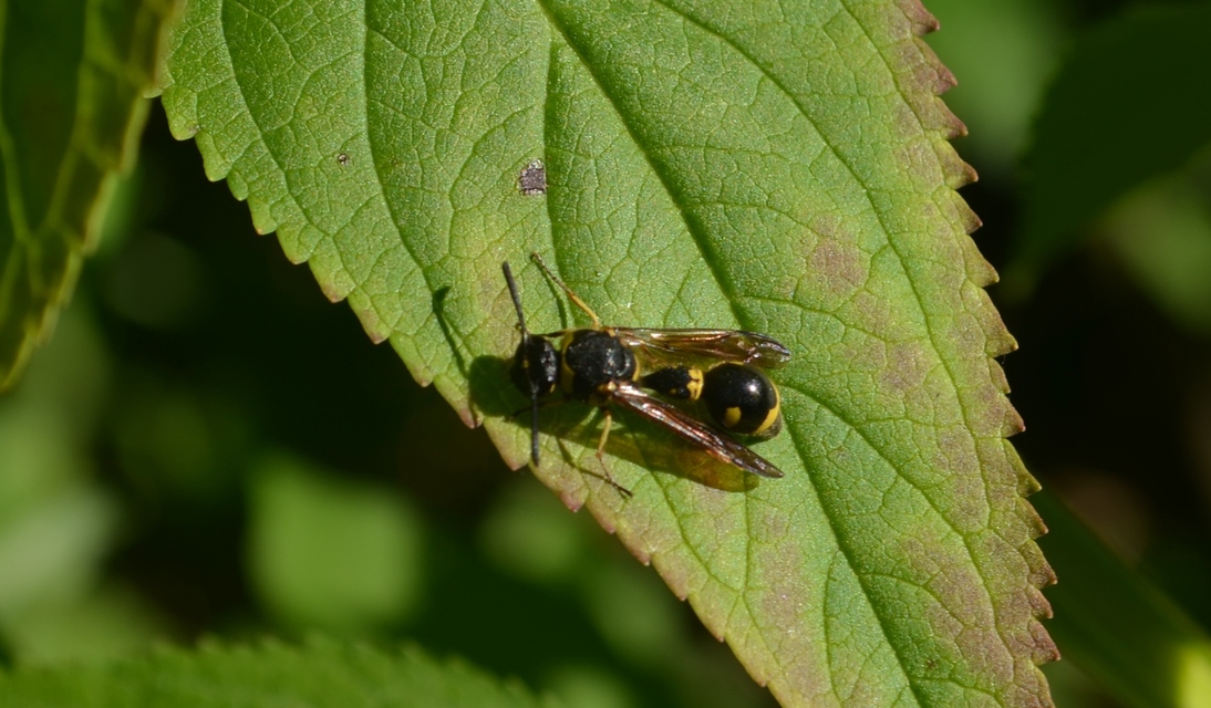 Eumenes