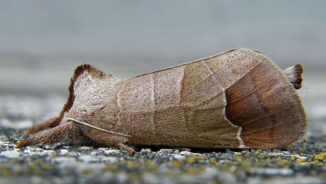 Clostera curtula - rövidszárnyú levélszövő