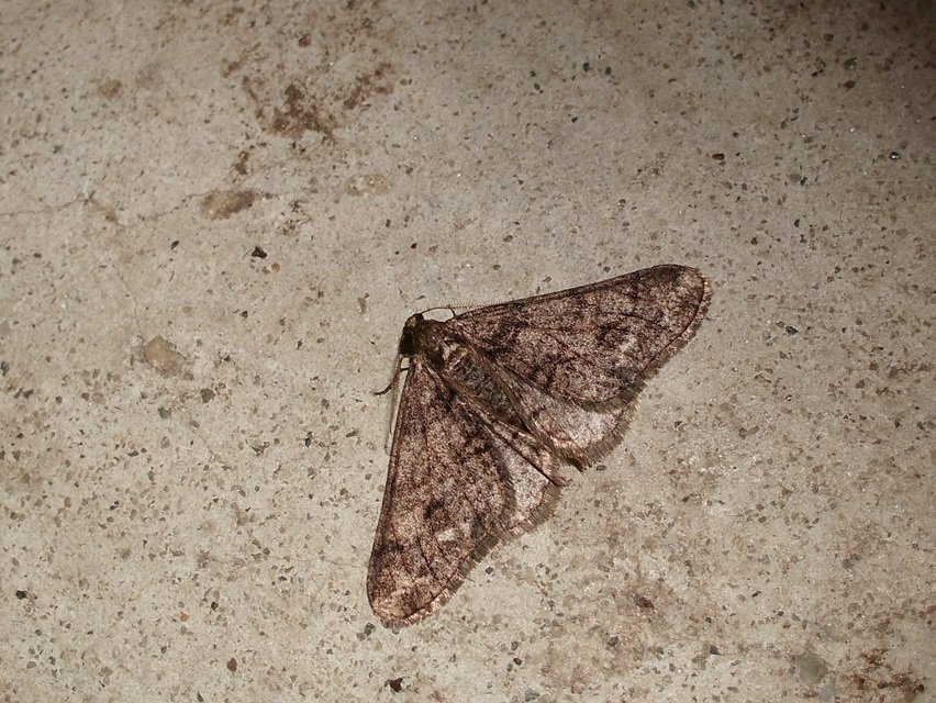 Agriopis leucophaearia - tölgy-tavasziaraszoló