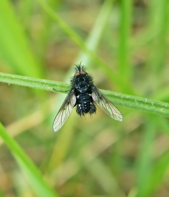 Bombylella atra - ezüstpettyes pöszörlégy