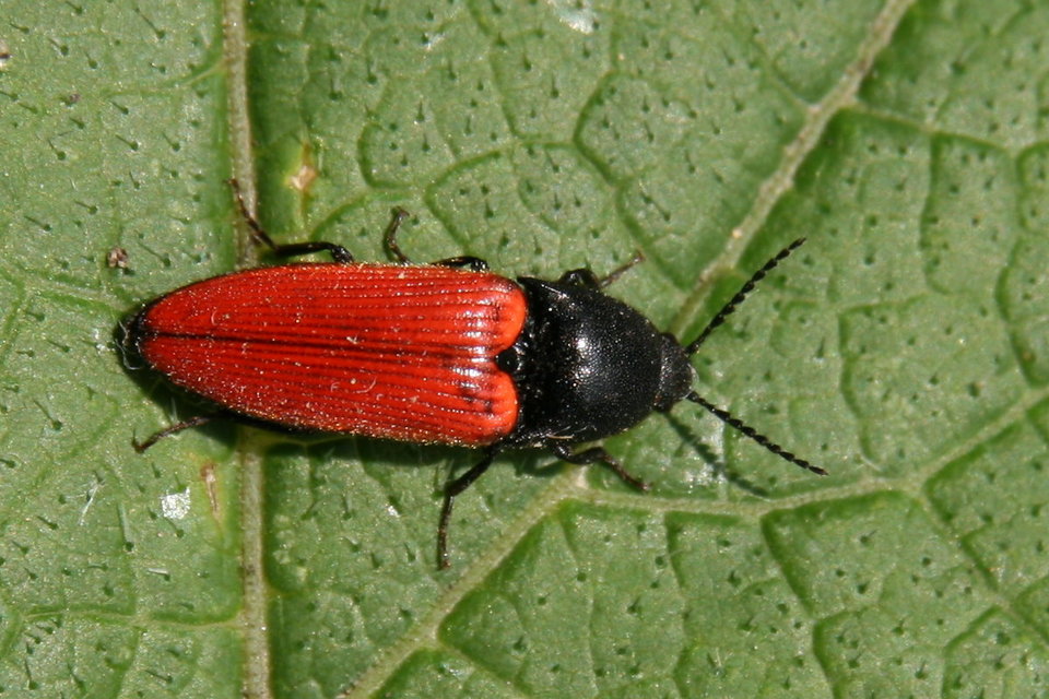 Ampedus