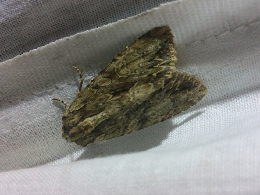 Apamea monoglypha - nagy dudvabagoly