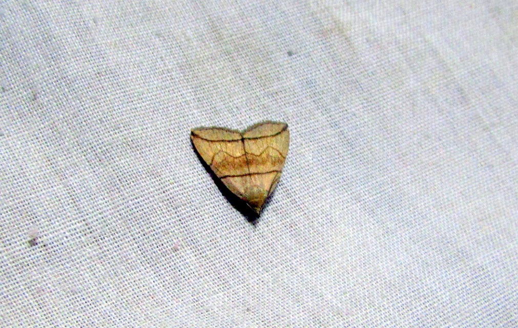 Herminia grisealis - ligeti karcsúbagoly
