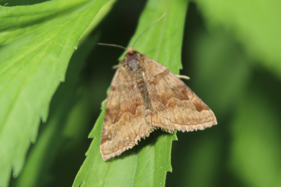 Euclidia glyphica - közönséges nappalibagoly