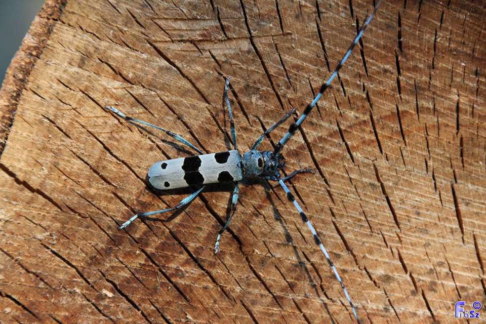 Rosalia alpina - havasi cincér