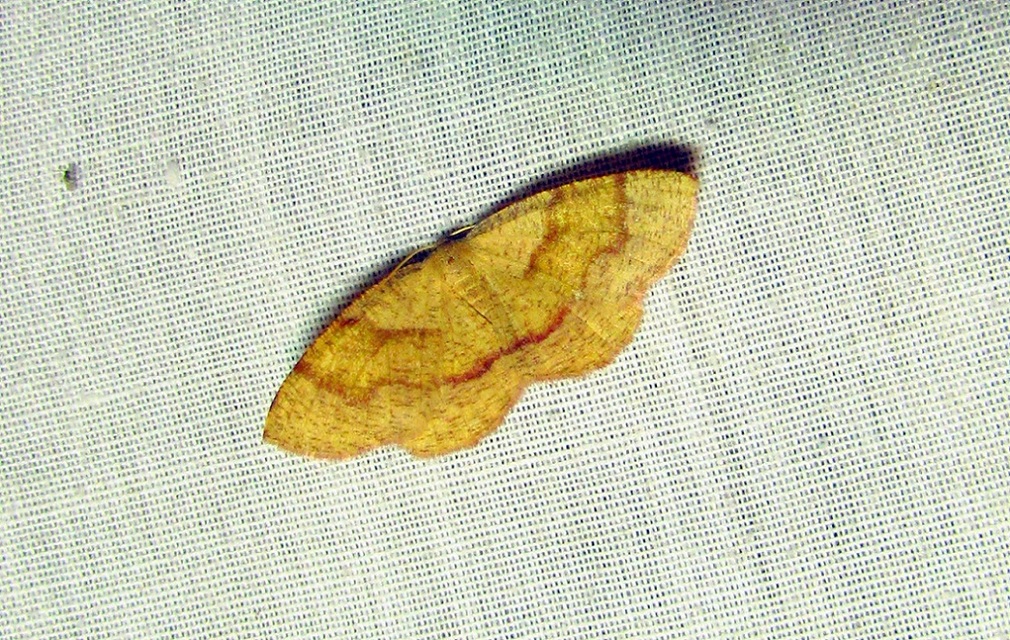 Plagodis pulveraria - szemcsés araszoló