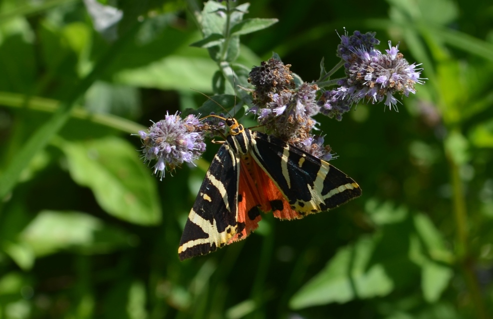Euplagia quadripunctaria - csíkos medvelepke