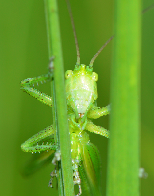 Tettigonia viridissima - zöld lombszöcske