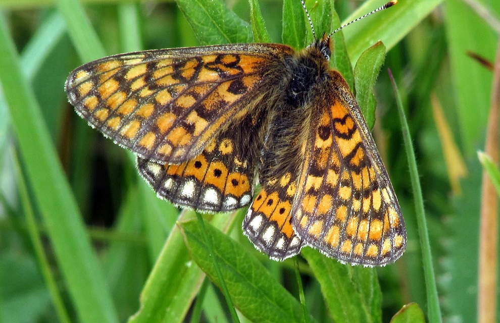 Euphydryas aurinia - lápi tarkalepke