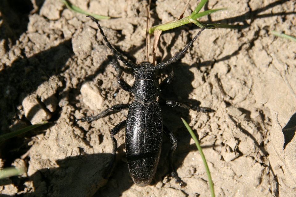 Dorcadion aethiops - fekete gyalogcincér
