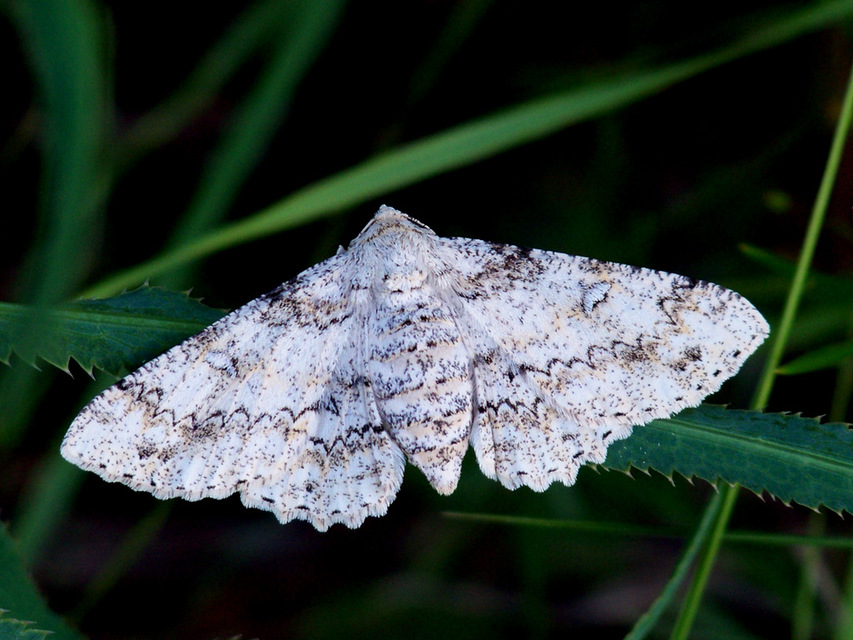 Ascotis selenaria - holdas faaraszoló